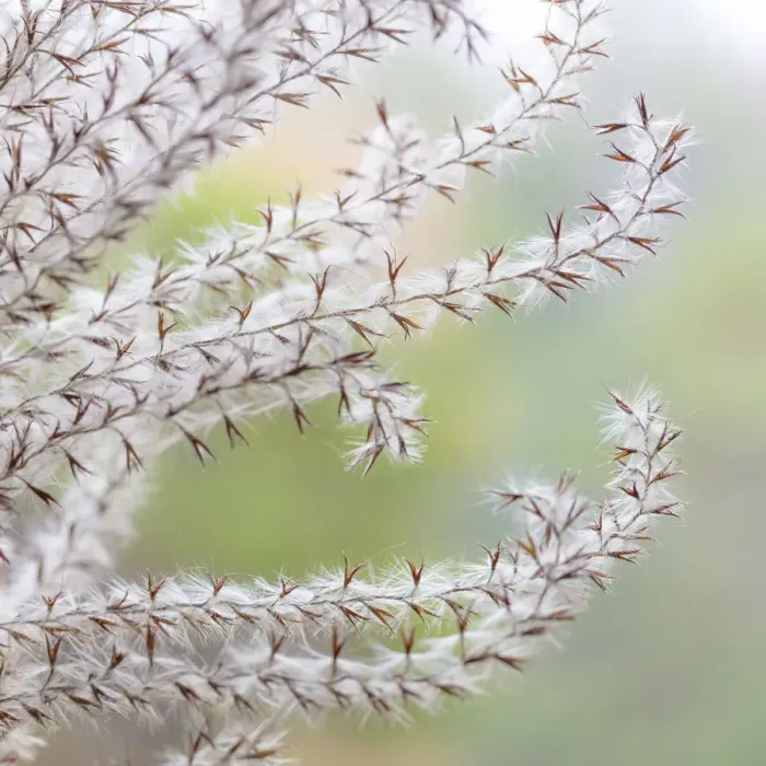 Framed Print : USA, Washington State, Seabeck. Seed head of Miscanthus sinensis grass. Credit as Framed Print : USA, Washington State, Seabeck. Seed head of Miscanthus sinensis grass. Credit as