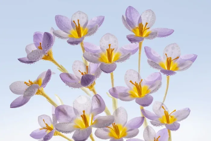 Framed Print : USA, Washington State, Seabeck. Spring crocus flowers close-up Framed Print : USA, Washington State, Seabeck. Spring crocus flowers close-up