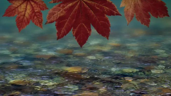 Framed Print : USA, Washington State, Seabeck. Composite of vine maple over river Framed Print : USA, Washington State, Seabeck. Composite of vine maple over river