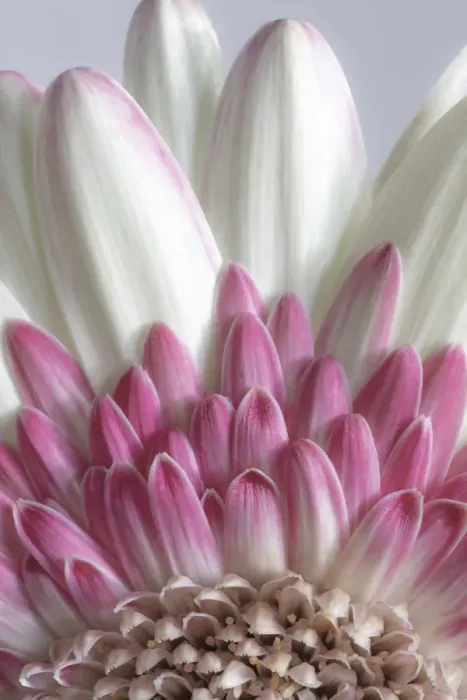 Framed Print : USA, Washington State, Seabeck. Gerbera daisy flower close-up Framed Print : USA, Washington State, Seabeck. Gerbera daisy flower close-up