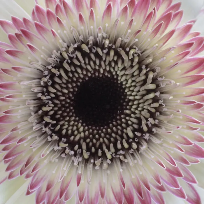 Framed Print : USA, Washington State, Seabeck. Gerbera daisy flower close-up Framed Print : USA, Washington State, Seabeck. Gerbera daisy flower close-up