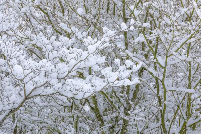 Framed Print : USA, Washington State, Seabeck. Snow-covered dogwood and maple trees Framed Print : USA, Washington State, Seabeck. Snow-covered dogwood and maple trees