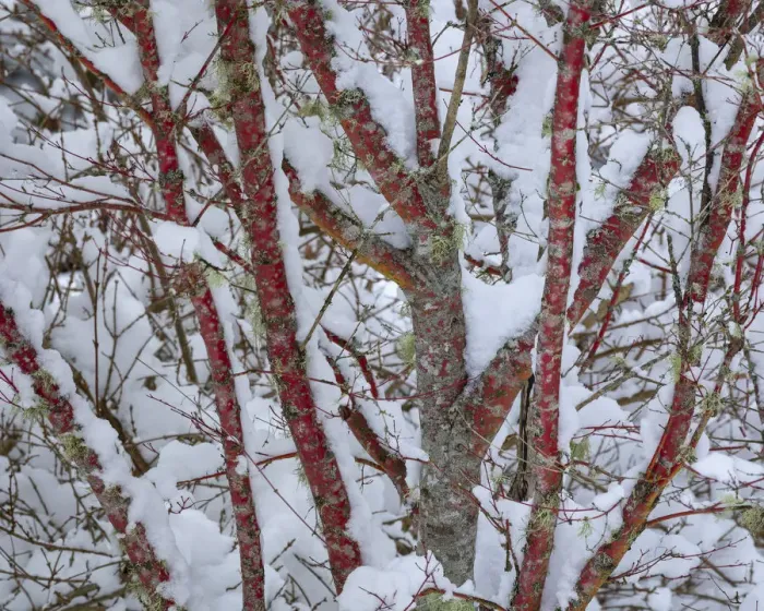 Framed Print : USA, Washington State, Seabeck. Snow-covered coral bark Japanese maple tree. Credit as