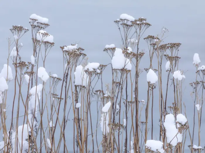 Framed Print : USA, Washington State, Seabeck. Snow-topped tansy plants in winter