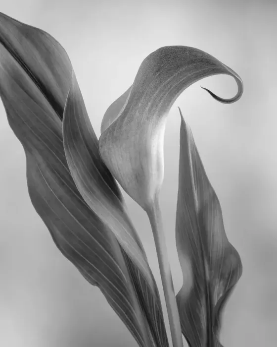 Framed Print : USA, Washington State, Seabeck. Black and white of calla lily