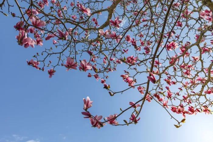 Framed Print : USA, Washington State, Seabeck. Tulip magnolia tree in bloom Framed Print : USA, Washington State, Seabeck. Tulip magnolia tree in bloom