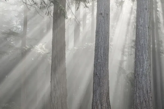 Framed Print : USA, Washington State, Seabeck. God rays and fog in forest