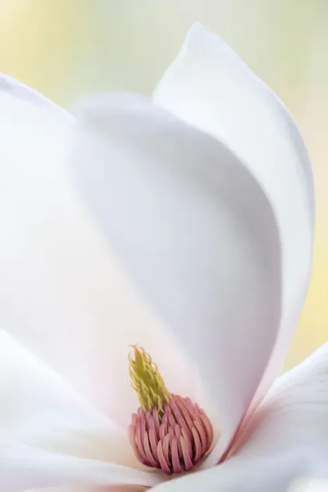 Framed Print : USA, Washington State, Seabeck. Close-up of tulip magnolia blossom