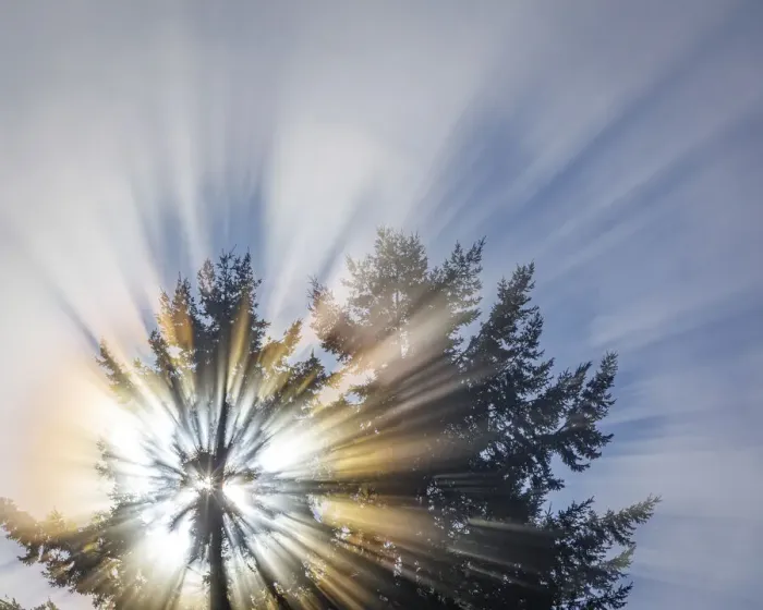 Framed Print : USA, Washington State, Seabeck. Morning sunburst in tree Framed Print : USA, Washington State, Seabeck. Morning sunburst in tree