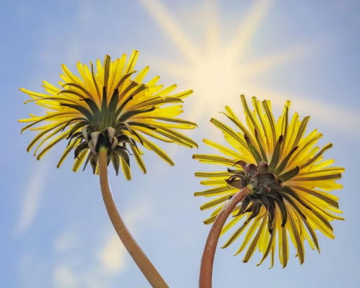 Framed Print : USA, Washington State, Seabeck. Dandelion blossoms and sunburst