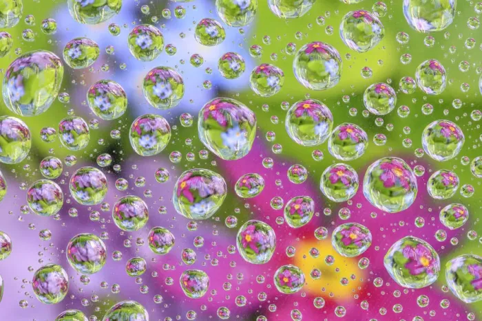 Framed Print : USA, Washington State, Seabeck. Flowers reflected in water drops