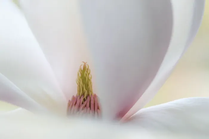 Framed Print : USA, Washington State, Seabeck. Close-up of tulip magnolia blossom Framed Print : USA, Washington State, Seabeck. Close-up of tulip magnolia blossom