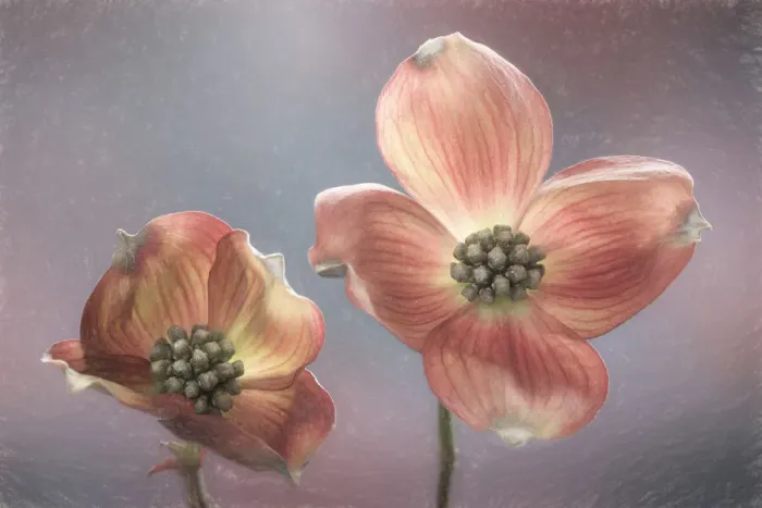 Framed Print : USA, Washington State, Seabeck. Close-up of dogwood blossoms Framed Print : USA, Washington State, Seabeck. Close-up of dogwood blossoms