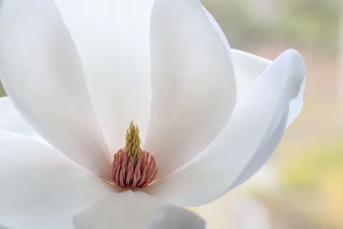 Framed Print : USA, Washington State, Seabeck. Close-up of tulip magnolia blossom Framed Print : USA, Washington State, Seabeck. Close-up of tulip magnolia blossom