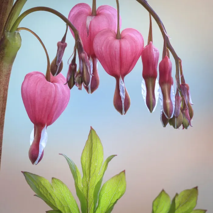 Framed Print : USA, Washington State, Seabeck. Bleeding heart blossoms close-up Framed Print : USA, Washington State, Seabeck. Bleeding heart blossoms close-up