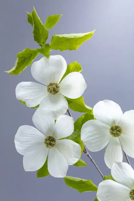 Framed Print : USA, Washington State, Seabeck. Pacific dogwood flower close-up Framed Print : USA, Washington State, Seabeck. Pacific dogwood flower close-up