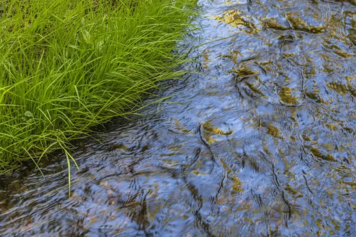 Framed Print : USA, Washington State, Seabeck. Grass alongside stream in Guillemot Cove Nature Preserve Framed Print : USA, Washington State, Seabeck. Grass alongside stream in Guillemot Cove Nature Preserve