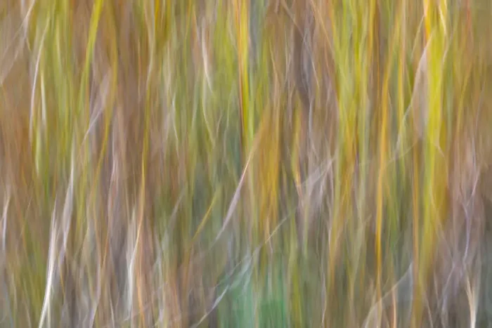 Framed Print : USA, Washington State, Seabeck. Abstract of ornamental grasses