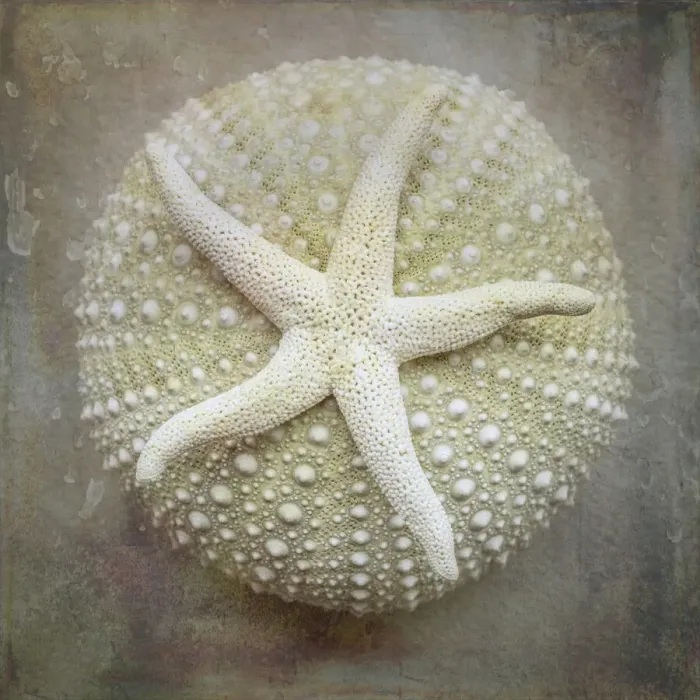 Framed Print : USA, Washington State, Seabeck. Sea star on sea urchin. Credit as Framed Print : USA, Washington State, Seabeck. Sea star on sea urchin. Credit as