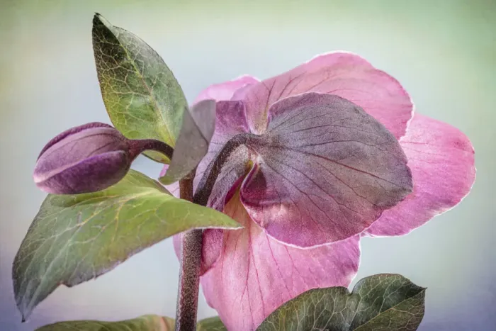 Framed Print : USA, Washington State, Seabeck. Hellebore blossom and bud