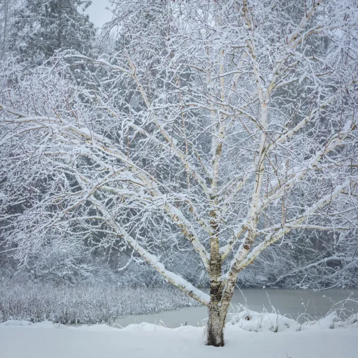 Framed Print : USA, Washington State, Seabeck. Snow-covered birch tree