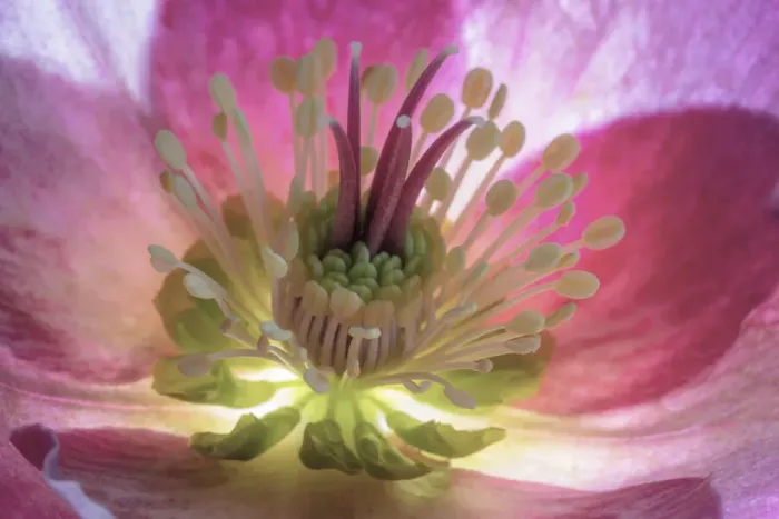 Framed Print : USA, Washington State, Seabeck. Hellebore blossom close-up