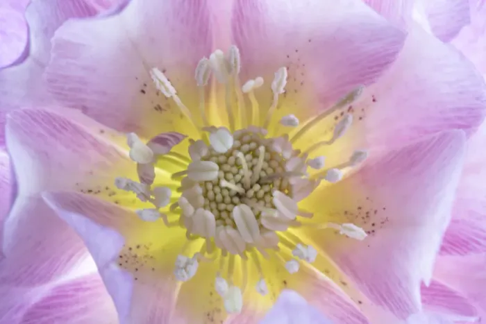 Framed Print : USA, Washington State, Seabeck. Hellebore blossom close-up Framed Print : USA, Washington State, Seabeck. Hellebore blossom close-up