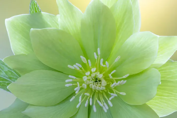Framed Print : USA, Washington State, Seabeck. Helleborus jade tiger flower close-up Framed Print : USA, Washington State, Seabeck. Helleborus jade tiger flower close-up