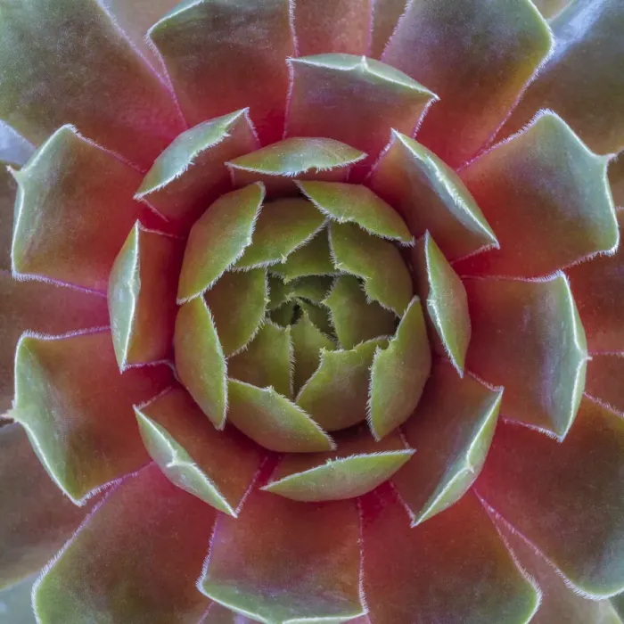 Framed Print : USA, Washington State, Seabeck. Close-up of sempervivum ruby heart plant