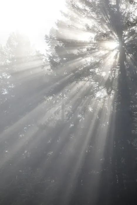 Framed Print : USA, Washington State, Seabeck. God rays and fog in forest Framed Print : USA, Washington State, Seabeck. God rays and fog in forest