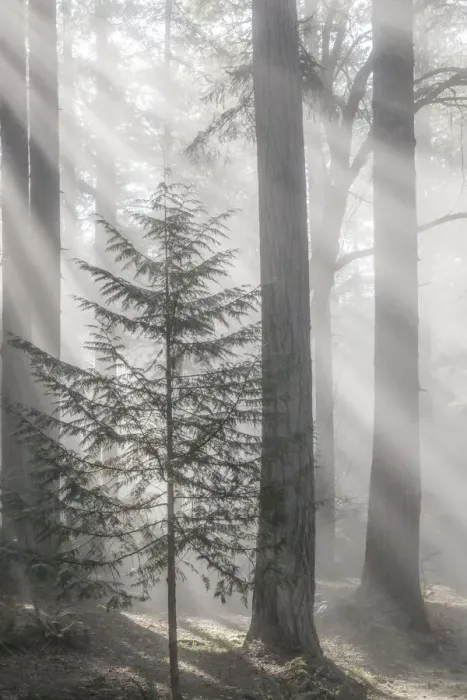 Framed Print : USA, Washington State, Seabeck. God rays and fog in forest Framed Print : USA, Washington State, Seabeck. God rays and fog in forest