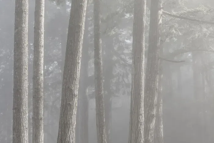 Framed Print : USA, Washington State, Seabeck. Forest fog in Scenic Beach State Park