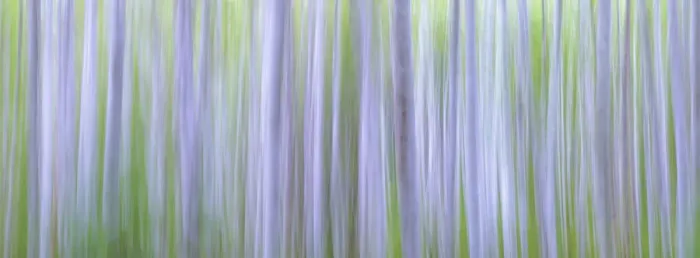 Framed Print : USA, Washington State, Seabeck. Panoramic abstract of alder grove Framed Print : USA, Washington State, Seabeck. Panoramic abstract of alder grove