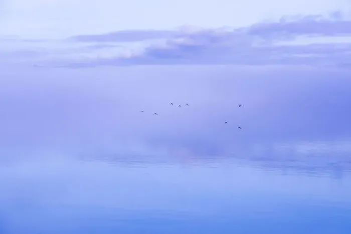 Framed Print : USA, Washington State, Seabeck. Ducks flying over Hood Canal