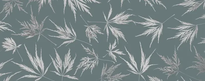 Framed Print : USA, Washington State, Seabeck. Panoramic of lace leaf maple leaves Framed Print : USA, Washington State, Seabeck. Panoramic of lace leaf maple leaves