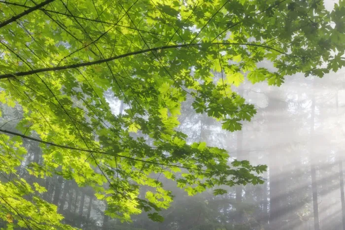 Framed Print : USA, Washington State, Seabeck, Scenic Beach State Park. Bigleaf maple limbs and sun rays