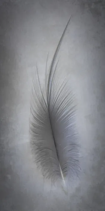 Framed Print : USA, Washington State, Seabeck. Great blue heron feather close-up Framed Print : USA, Washington State, Seabeck. Great blue heron feather close-up