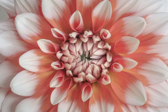 Framed Print : USA, Washington State, Seabeck. Dahlia blossom close-up Framed Print : USA, Washington State, Seabeck. Dahlia blossom close-up