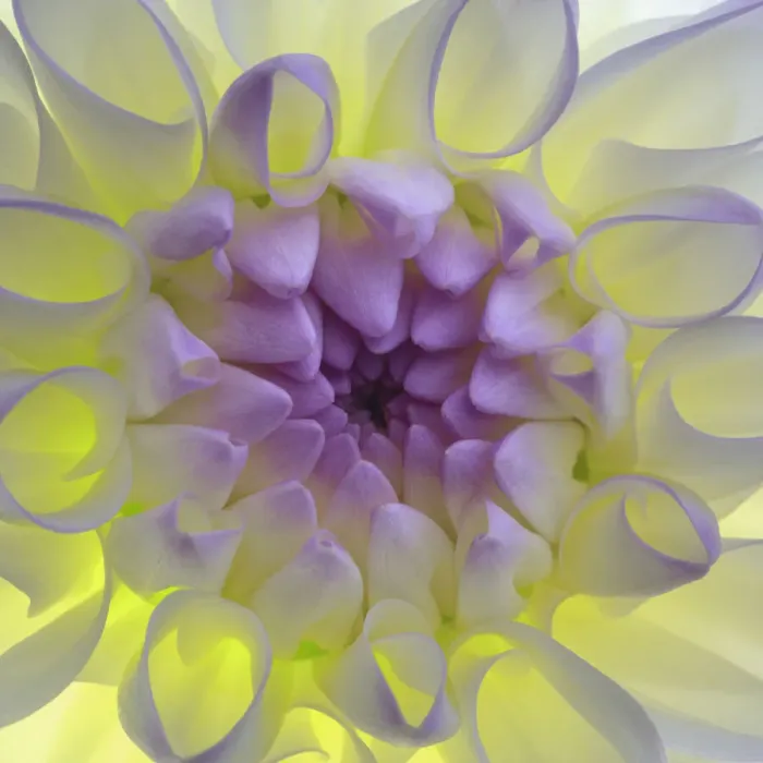 Framed Print : USA, Washington State, Seabeck. Dahlia blossom close-up Framed Print : USA, Washington State, Seabeck. Dahlia blossom close-up