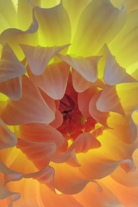 Framed Print : USA, Washington State, Seabeck. Dahlia blossom close-up Framed Print : USA, Washington State, Seabeck. Dahlia blossom close-up