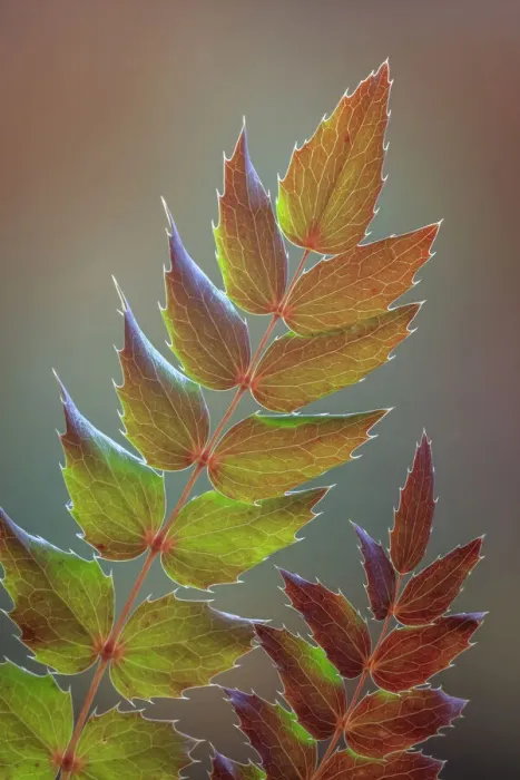 Framed Print : USA, Washington State, Seabeck. Oregon grape leaves in autumn