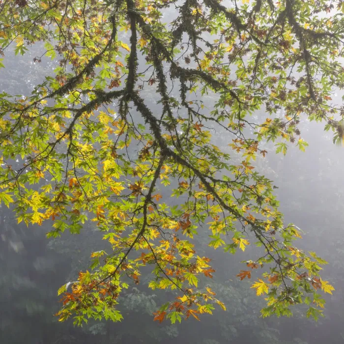 Framed Print : USA, Washington State, Seabeck. Bigleaf maple limbs and fog in Scenic Beach State Park Framed Print : USA, Washington State, Seabeck. Bigleaf maple limbs and fog in Scenic Beach State Park