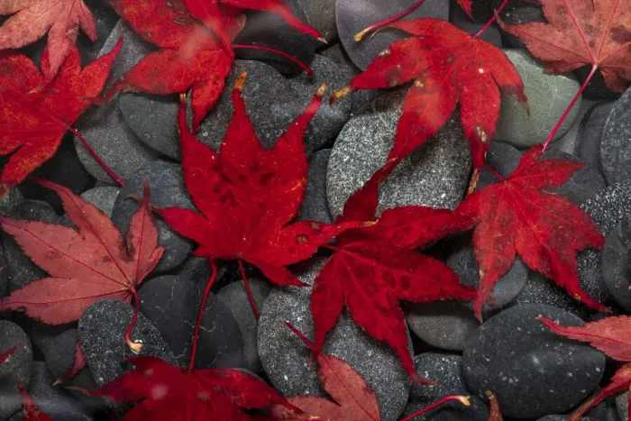 Framed Print : USA, Washington State, Seabeck. Japanese maple leaves on river rocks