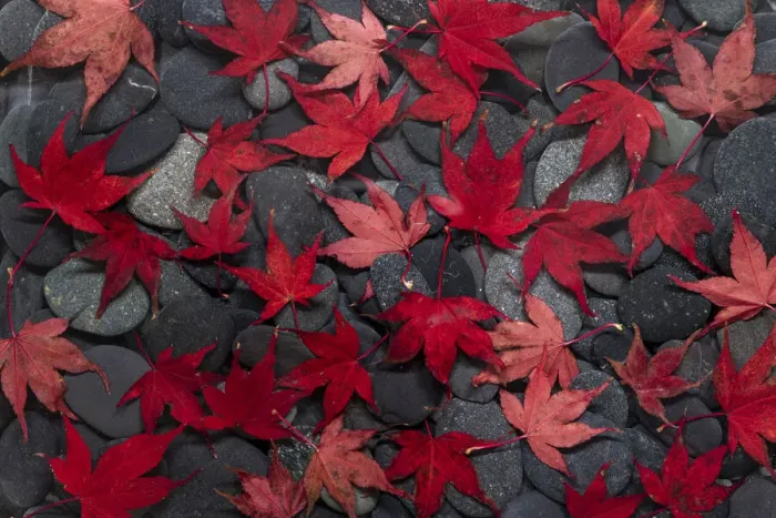 Framed Print : USA, Washington State, Seabeck. Japanese maple leaves on river rocks Framed Print : USA, Washington State, Seabeck. Japanese maple leaves on river rocks