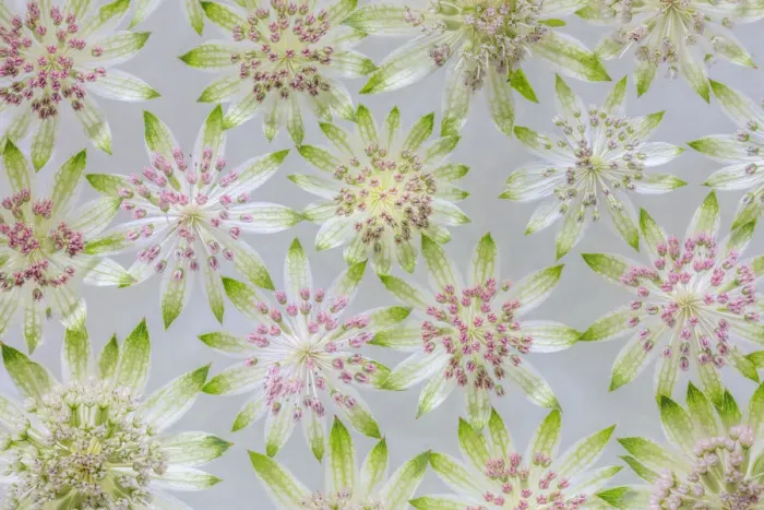 Framed Print : USA, Washington State, Seabeck. Montage of astrantia blossoms