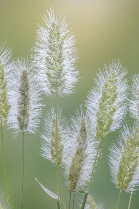 Framed Print : USA, Washington State, Seabeck. Grass seed-heads close-up