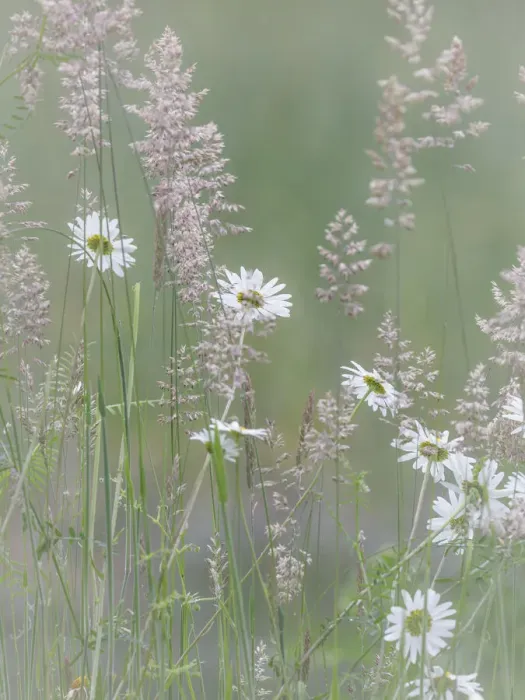 Framed Print : USA, Washington State, Seabeck. Oxeye daisy flowers and grasses