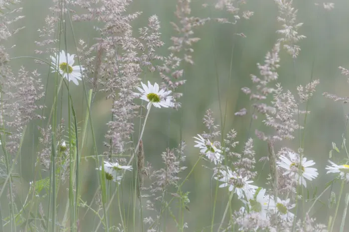 Framed Print : USA, Washington State, Seabeck. Oxeye daisy flowers and grasses