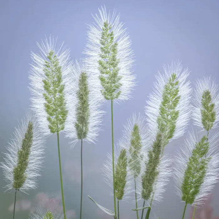 Framed Print : USA, Washington State, Seabeck. Grass seed-heads close-up Framed Print : USA, Washington State, Seabeck. Grass seed-heads close-up