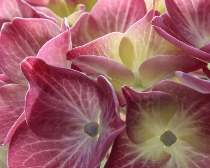 Framed Print : USA, Washington State, Seabeck. Hydrangea blossoms close-up Framed Print : USA, Washington State, Seabeck. Hydrangea blossoms close-up